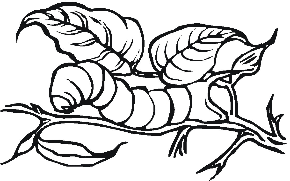 1200x752 Printable Caterpillar Coloring Pages Me Striking Color Page
