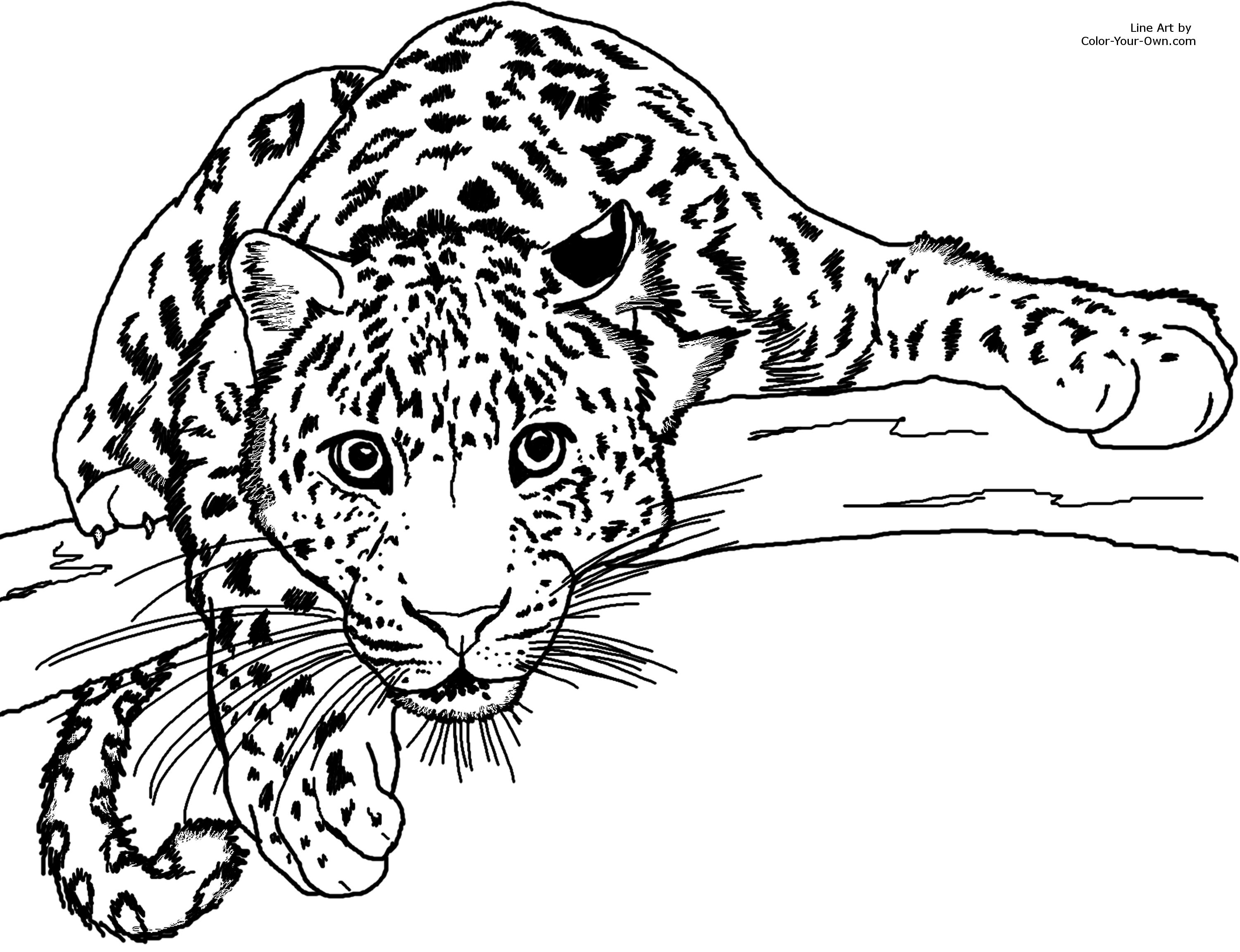 3000x2304 Wealth Cheetah Coloring Pages To Print 7606 3004 1743