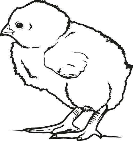 518x550 Chicken Coloring Pages Best Of Free Printable Little Baby Chick