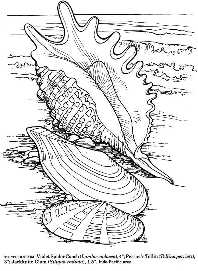 650x887 Colorama Coloring Pages Awesome Difficult Level Colorama Coloring