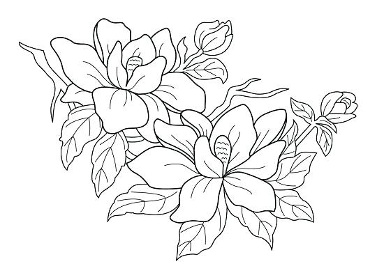 550x392 Coloring Pages Flower Flower Coloring Page More Coloring Pages