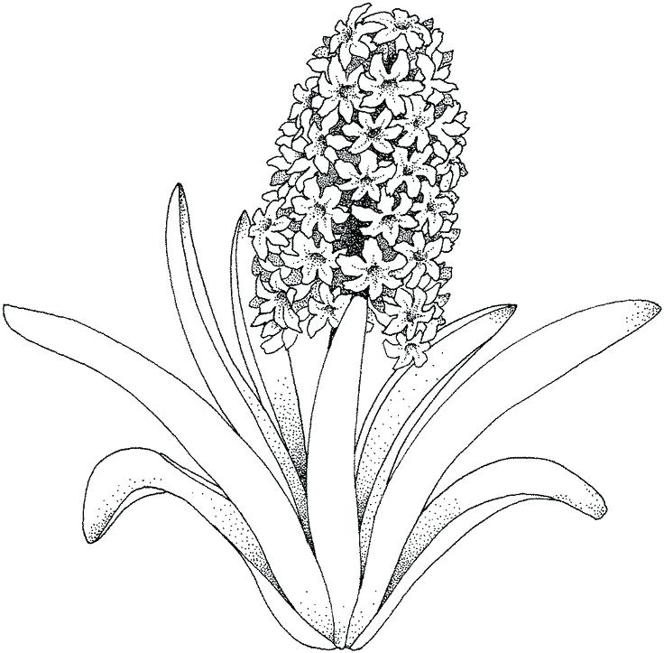 736x723 Flower Coloring Page Summer Flowers Printable Coloring Pages Free