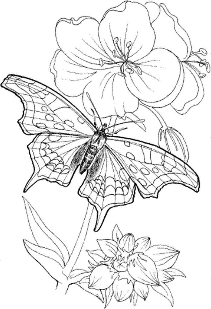 698x1024 Free Printable Coloring Pages Adults Only Az Coloring Pages Free