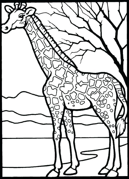 535x740 Zoo Animals Coloring Worksheet Icontent