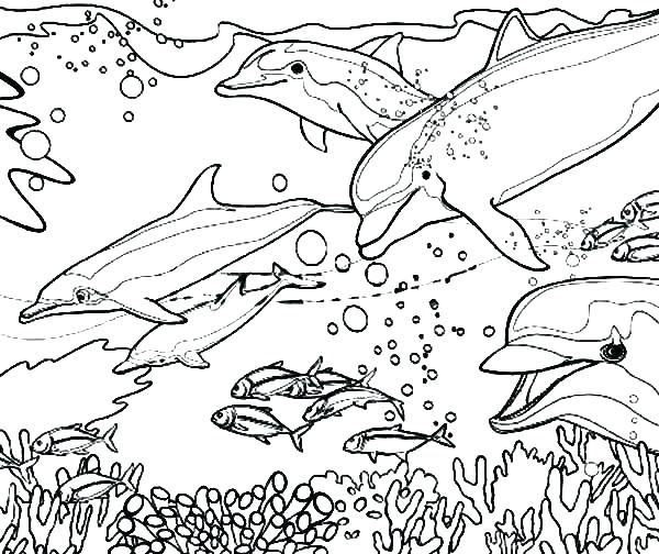 600x504 Dolphin Color Pages