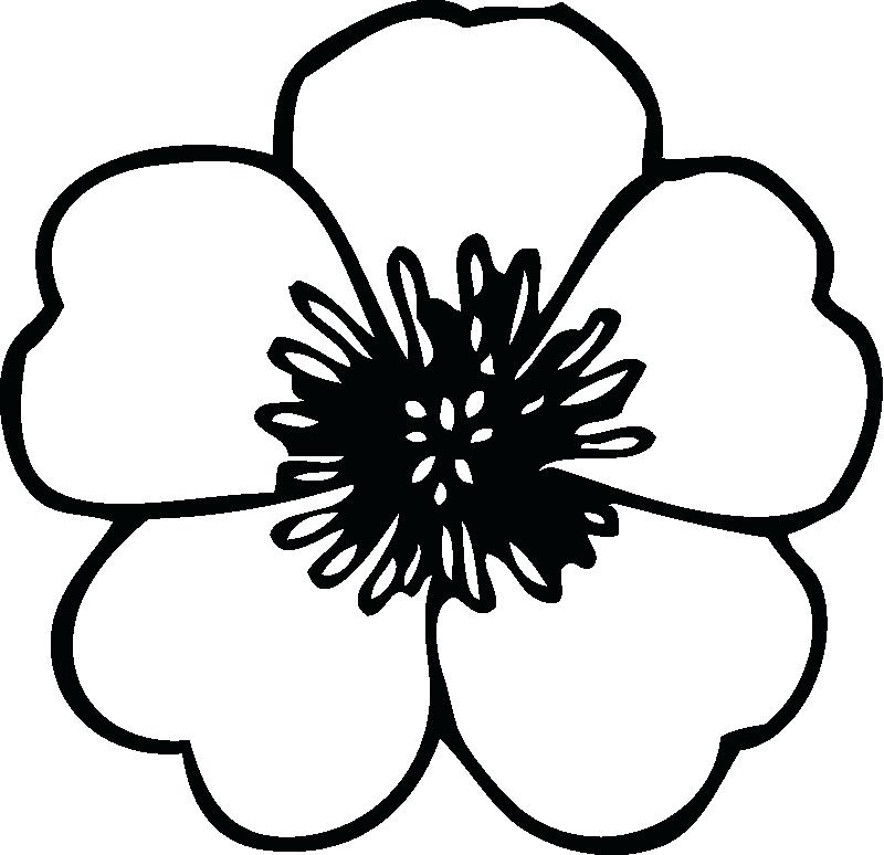 800x774 Flower Coloring Pages Printable Coloring Sheets For Adults Quotes