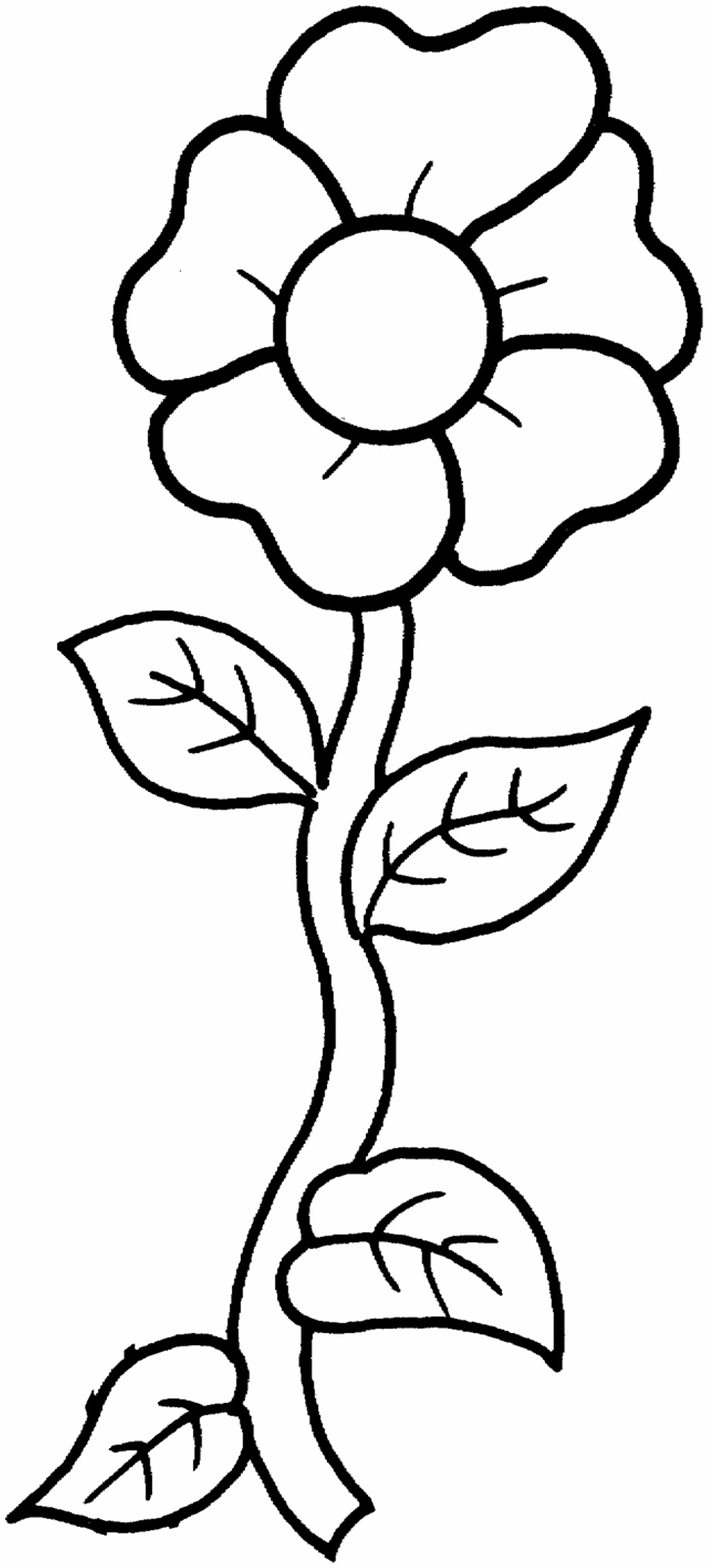 2016x4464 Genuine Pictures Of Flowers To Print And Colou