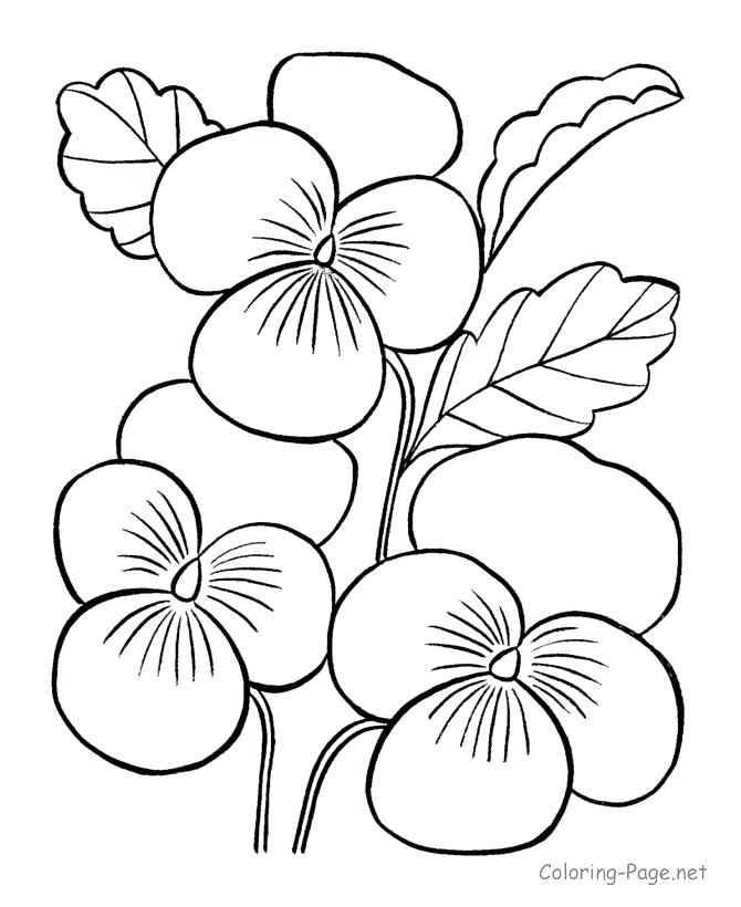 670x820 Free Coloring Pages Flowers Full Size Of Coloring Printable Flower