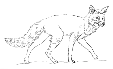 480x292 Fox Colouring Page Realistic Red Fox Coloring Page Free Printable