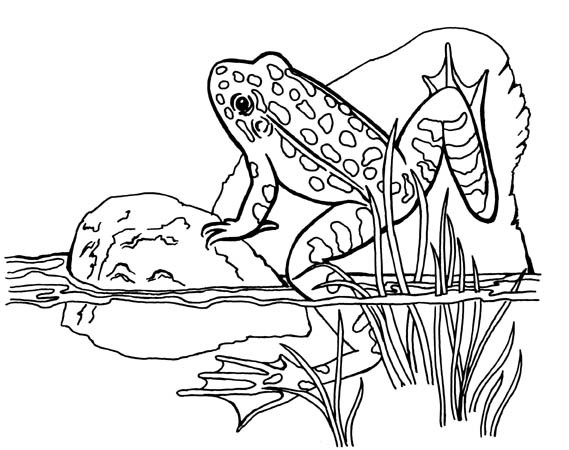 569x450 Animal Coloring Pages For Kids Frogs, Free Printable And Free