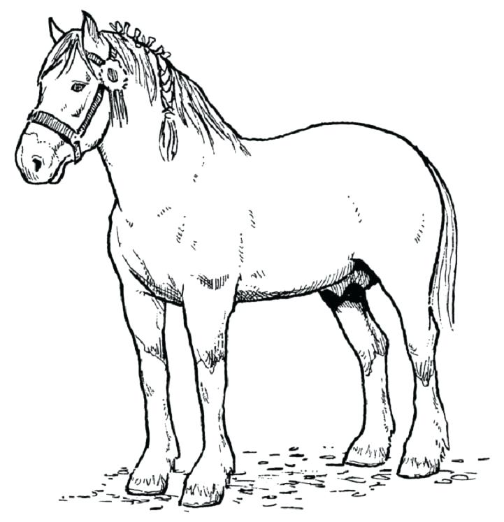 721x747 Horse Printable Coloring Pages