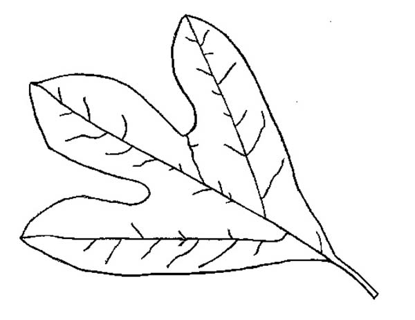 600x462 Printable Leaf Coloring Pages Coloring Me