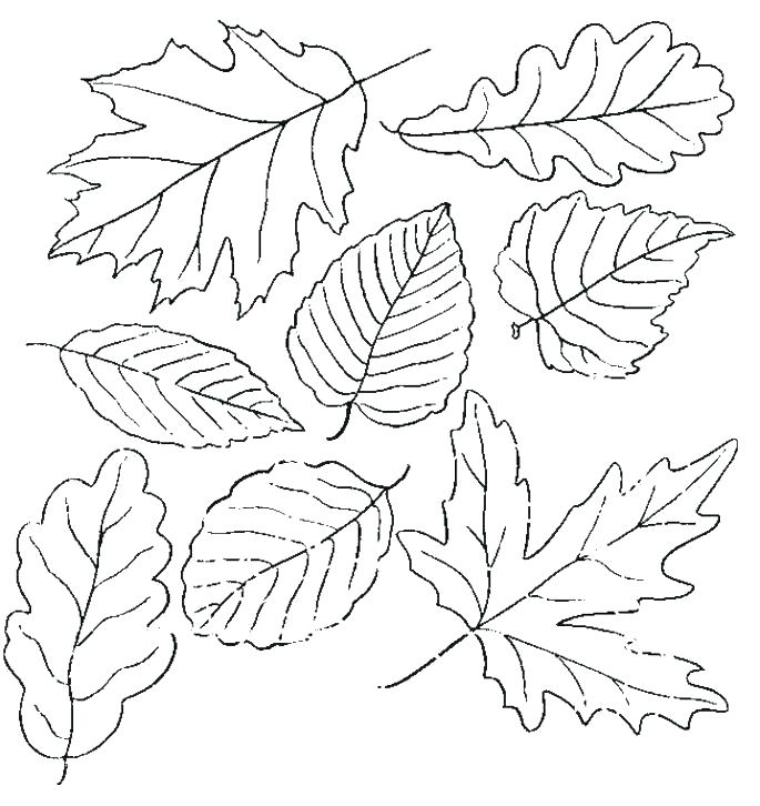 685x726 Autumn Leaves Coloring Pages Autumn Leaf Coloring Pages Printable