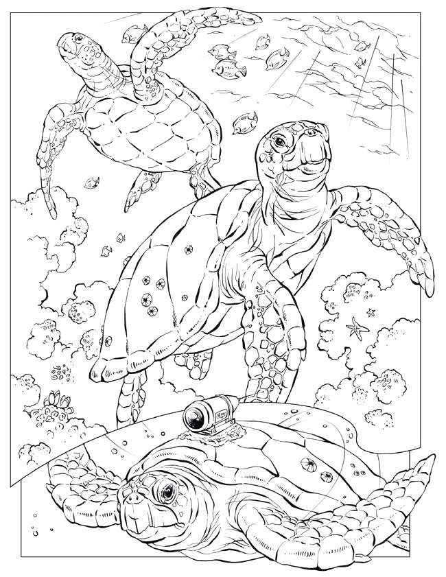 650x841 Ocean Coloring Pages Cool Printable Ocean Coloring Pages