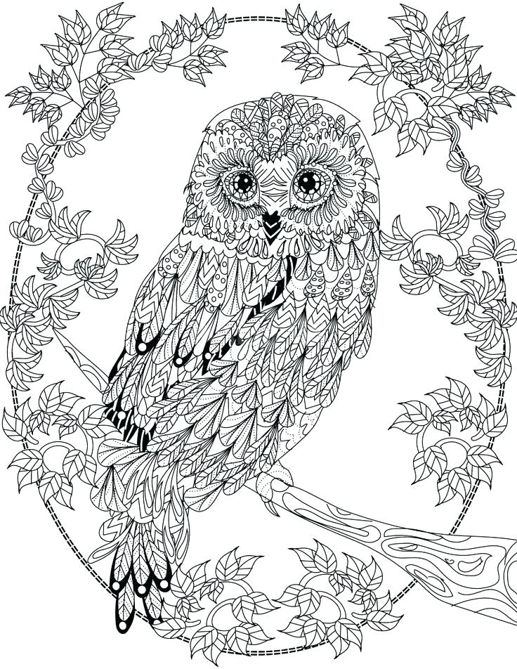 736x952 Owl Coloring Page Owl Color Pages Free Owl Coloring Pages