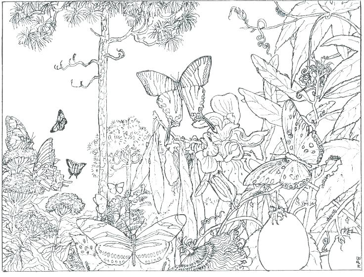 Printable Rainforest Coloring Pages