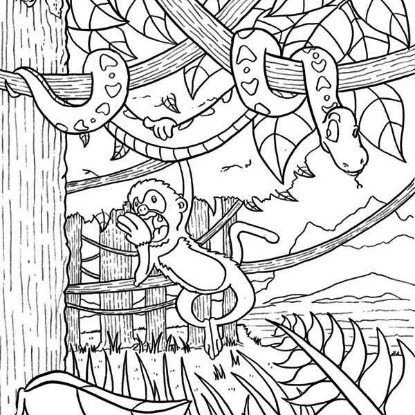 600x600 Printable Rainforest Coloring Pages Amazon Rainforest Coloring