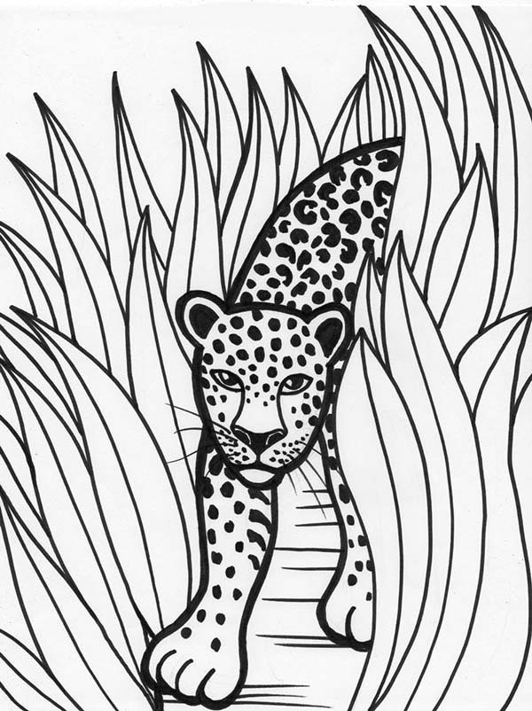 600x802 Rainforest Animal Coloring Pages