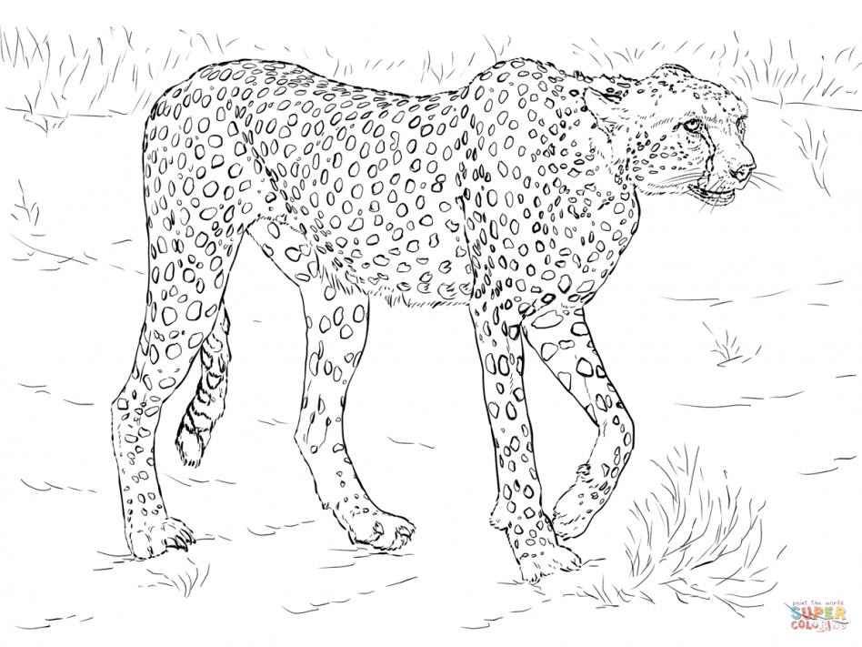 948x711 Jungle Animal Coloring Pages Cute Safari Animals Preschool Images