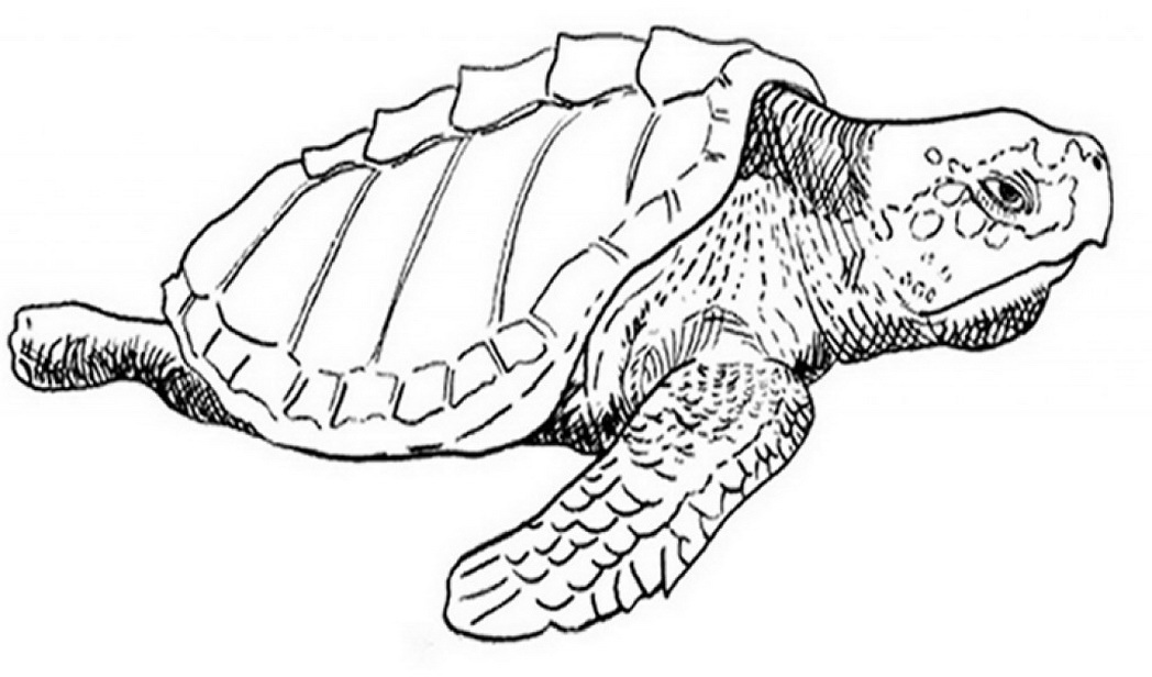 1048x616 Wild Animals Coloring Pages Print And Color News Bubblews Dot
