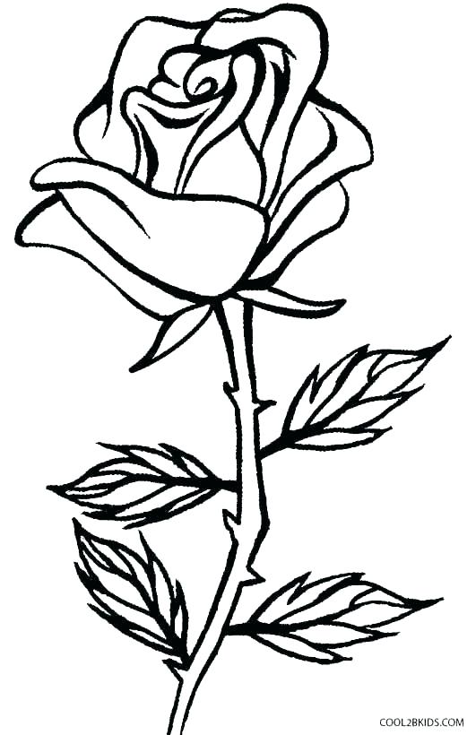 531x820 Roses Coloring Pages Four Roses In Rose Coloring Page Amy Rose