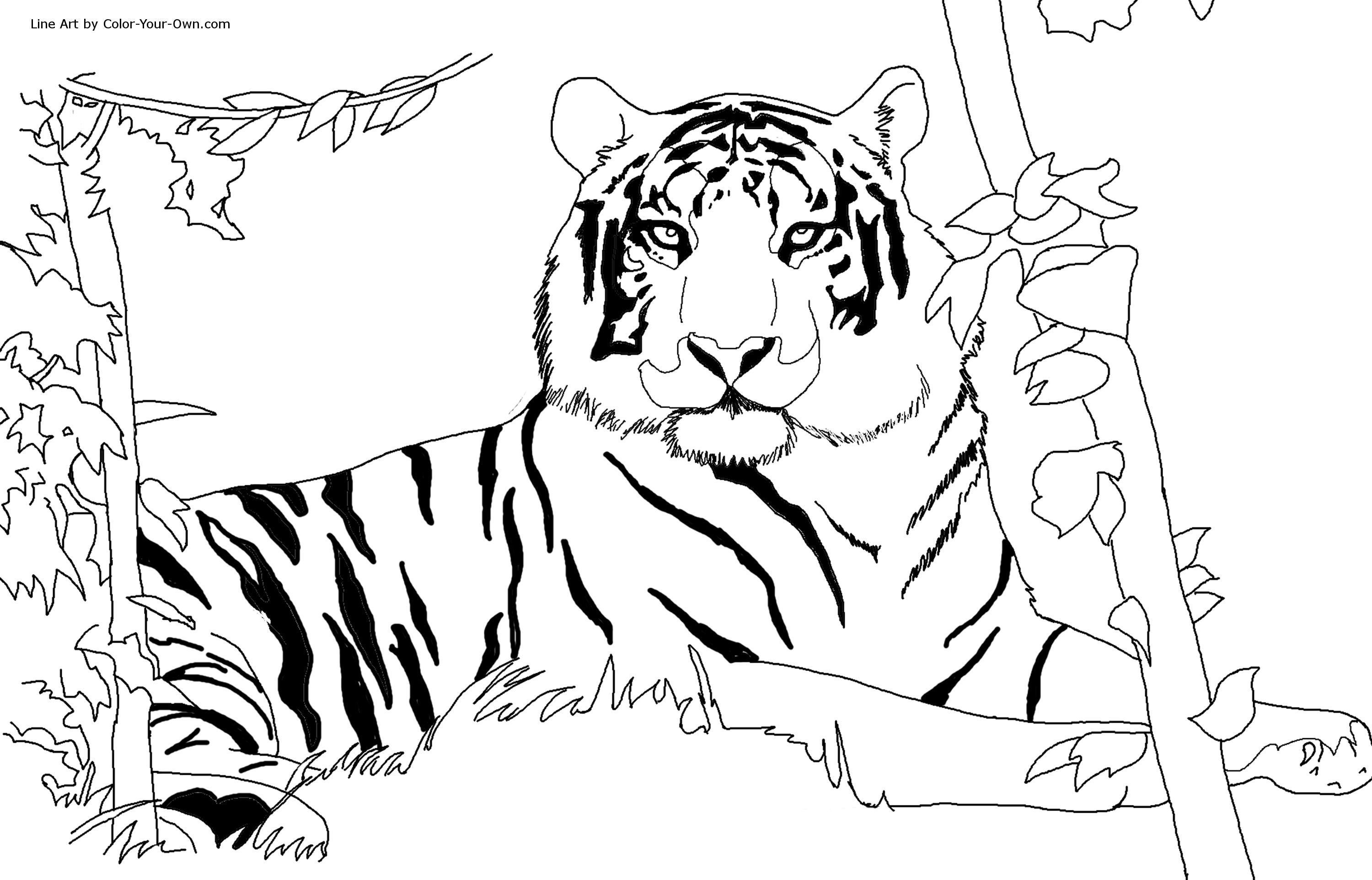 3000x1924 Free Printable Tiger Coloring Pages For Kids Tigers, Free