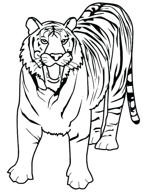 600x786 Printable Tiger Colouring Pages Coloring Free Download Best On 3