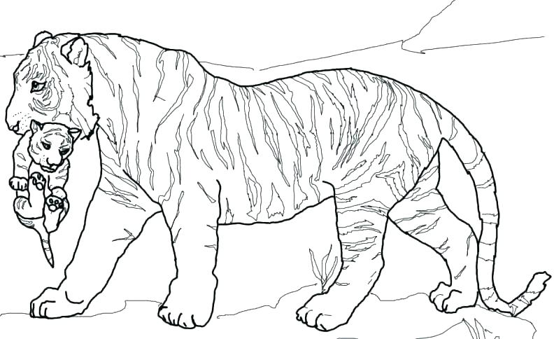 792x484 Tiger Coloring Pages Tiger Coloring Pages For Adults