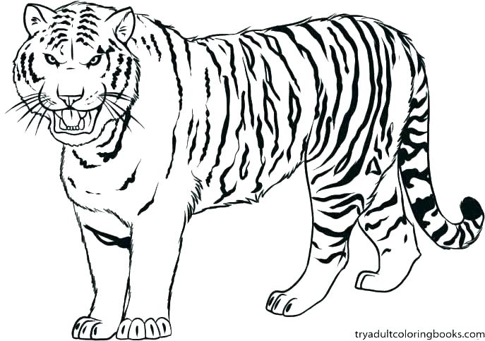 687x484 Daniel Tiger Coloring Page Grandmaman.site