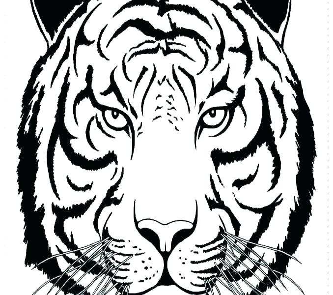 678x600 Cute Tiger Coloring Pages Pleasurable Printable Pictures Of Tigers