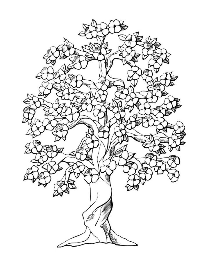 688x917 Free Printable Tree Coloring Pages For Kids Free Printable, Free