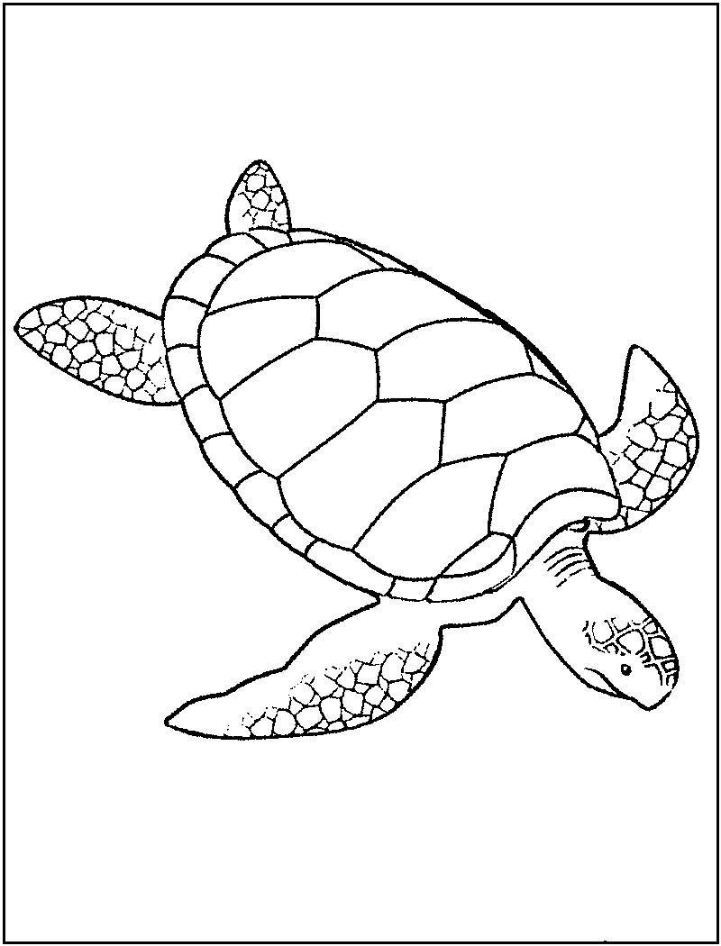 800x1050 Coloring Pages Of Baby Sea Turtles New Free Printable Turtle