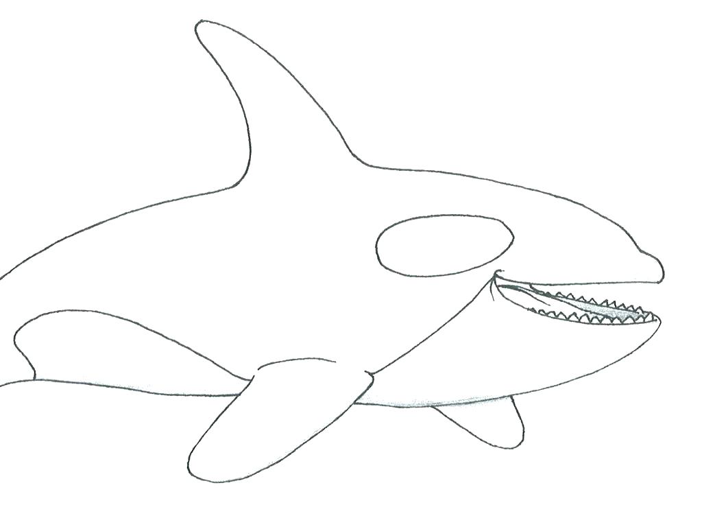 1024x752 Orca Whale Coloring Pages Whale Coloring Pages Printable Whale