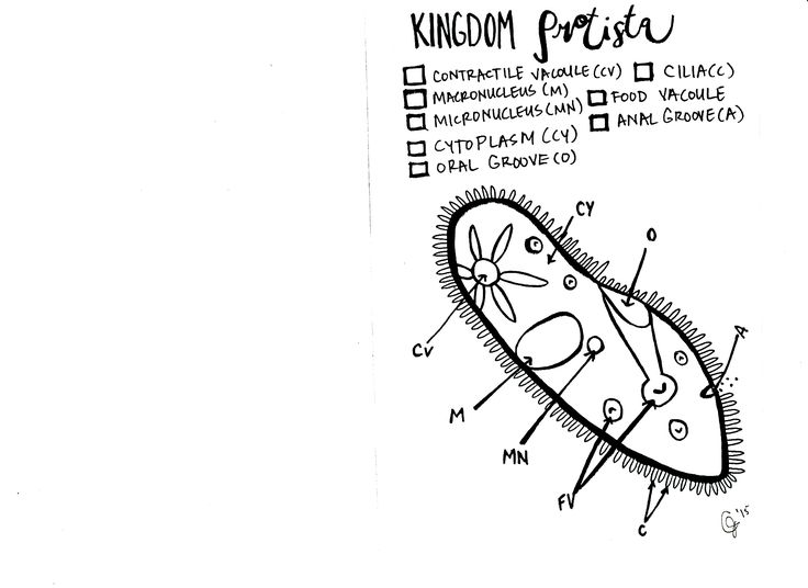 736x536 89 Best Biology And Other Sciences Images On Ap