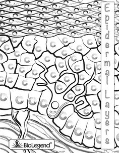 236x305 Biolegend Legendary Coloring Book Advanced High School Science