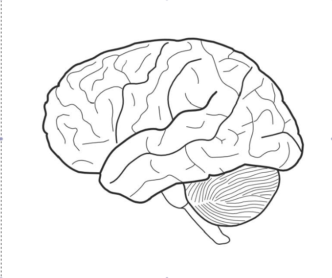 679x568 Brain Coloring Page