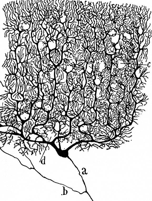 578x765 Drawn Brain Cognitive Psychology 3265459
