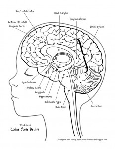 232x300 Psychology Worksheets On The Brain