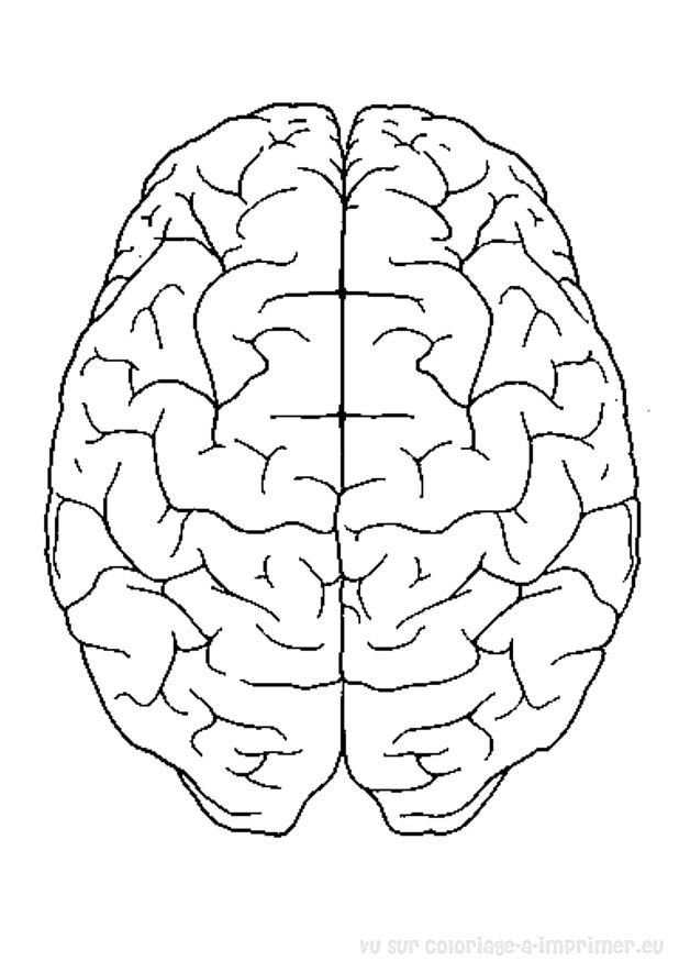 618x874 Brain Coloring Page Growth Mindset Brain, Mindset