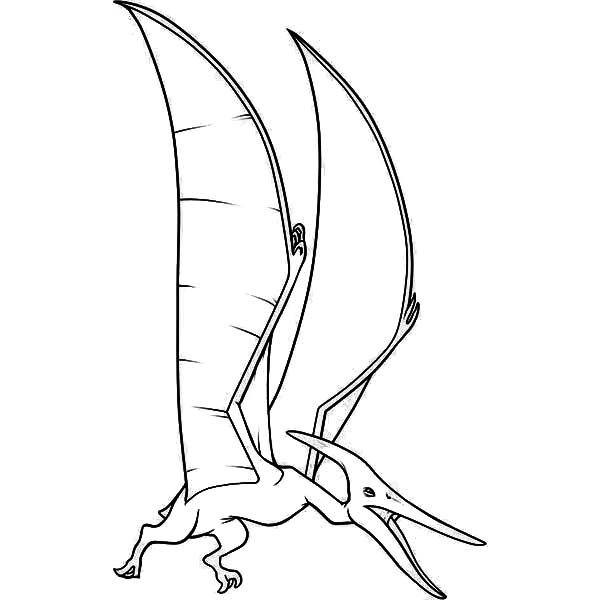 600x600 Pteranodon Screaming Coloring Page Coloring Sun