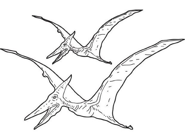 620x465 Pterosaur Coloring Pages