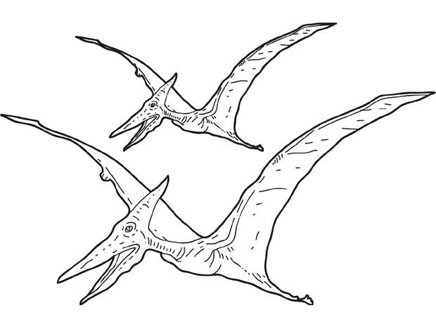 620x465 Pterodactyl Coloring Page Coloring Page Coloring Pages For Adults