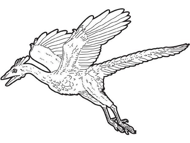 620x465 Dinosaur Coloring Pages