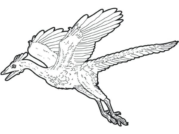 600x450 Pterodactyl Coloring Page Pterodactyl Coloring Pages Dinosaurs