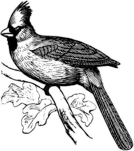 448x505 84 Best Free Public Domain Images Images On Public