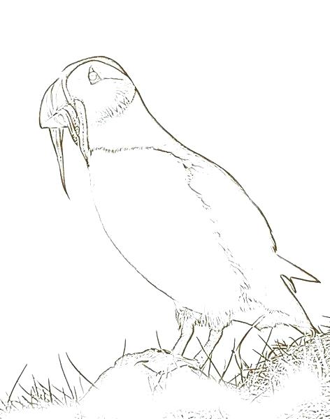 472x600 Puffin Coloring Page Puffin Coloring Page Puffin Coloring Page