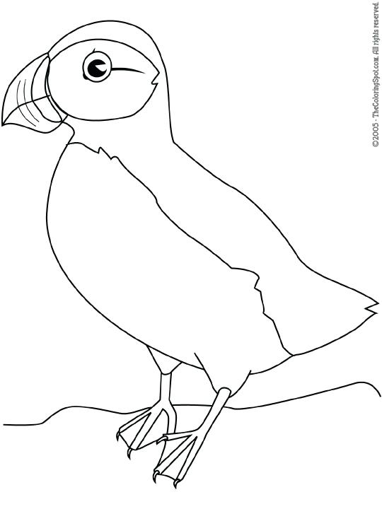 540x720 Puffin Coloring Page Puffin Puffin Rock Coloring Pages