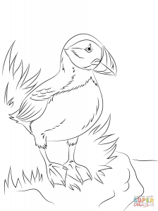 224x300 Download Atlantic Puffin Seabird Coloring Pages