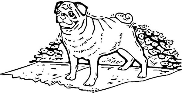 600x306 Pug Coloring Pages