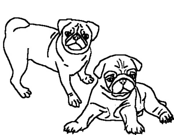 600x467 Two Beautiful Pug Coloring Page Color Luna